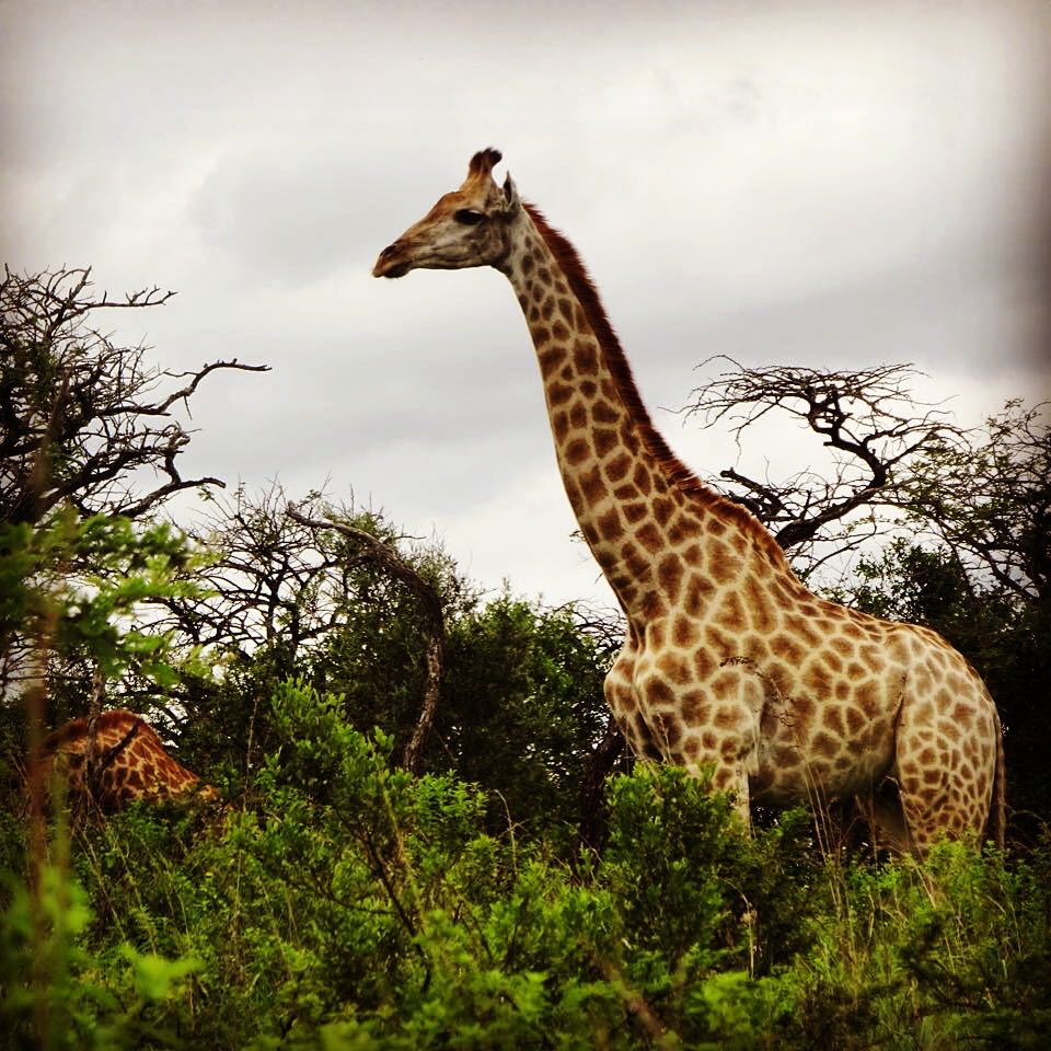 Volunteer Travel South Africa Safari Giraffe