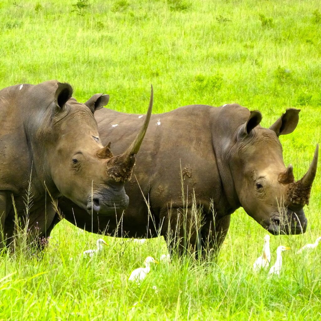 Volunteer Travel South Africa 2022 Rhino Safari