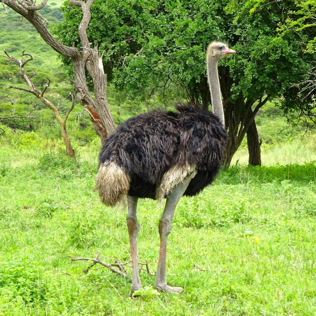 Volunteer Travel South Africa Safari Ostrich
